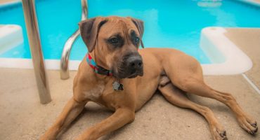 How to: Prepare Your Pet’s Vacation