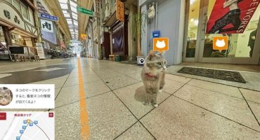 Cat Street View: Discover the World through a Cat’s Eyes