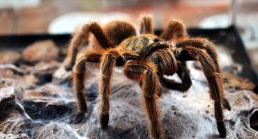 Delta calls off flight after finding Tarantula on-board