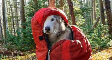 Instagram pets that represent the different types of human travelers