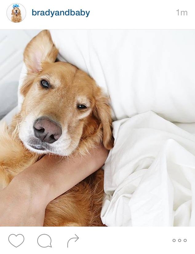 dog4