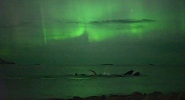 Northern Lights and Whales in Tromso