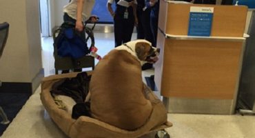 When a dog can afford first class and you can’t …