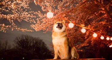 Meet Maru: Japan’s new tourism ambassador