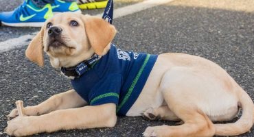 Airports employ dogs for free pre-flying therapy session