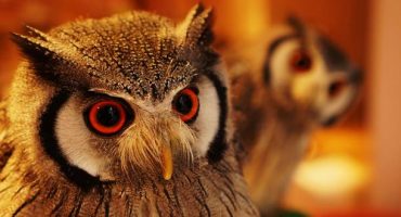 Owl cafes: Japan’s hot new trend