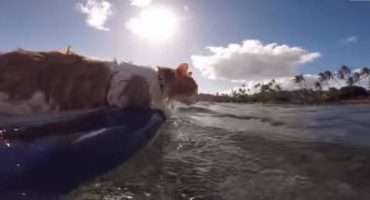 One-eyed kitty surfer