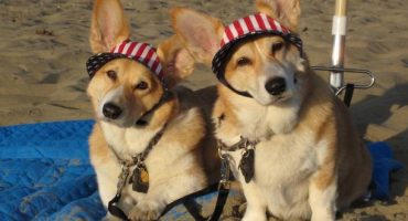 Four-legged guests are getting the 4* treatment