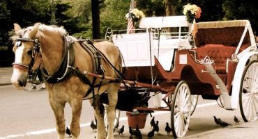 New York’s horse-carriage industry is under threat