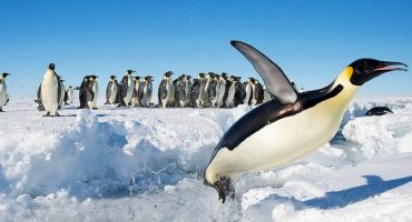 Today is Penguin awareness day: the best spots to see them