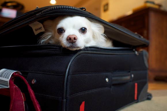 Dog in a suitcase