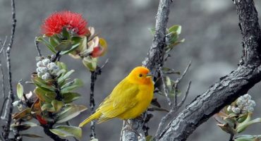 Oahu’s new bird exhibition