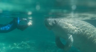 Snorkeling with Florida manatees