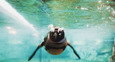 Night at the Museum: Have a slumber party with real life Happy Feet