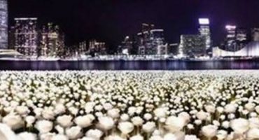 Hong Kong is alight with 25,000 roses