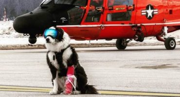 Piper the Runway Patrol Dog becomes internet sensation