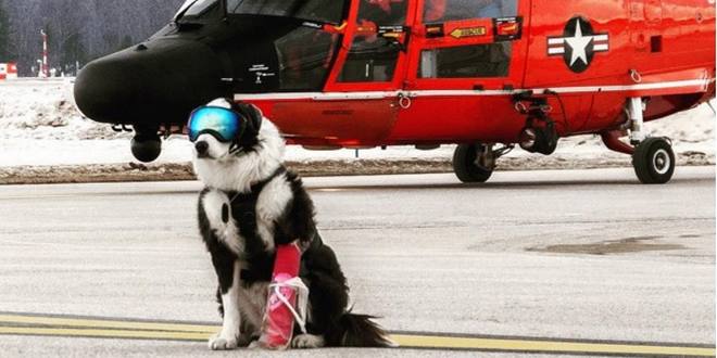 piper traverse city airport dog piper traverse city airport dog