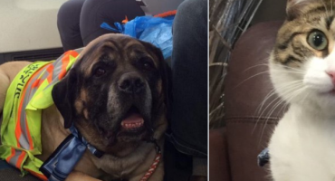Canadian airlines let pets fly in the cabin in evacuations