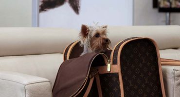 JFK Airport now has a designated doggie restroom