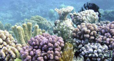 More than a third of coral is dead in parts of Great Barrier Reef