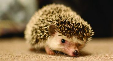 Hedgehogs become Tokyo’s latest cafe culture cuddle