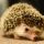 hedgehog