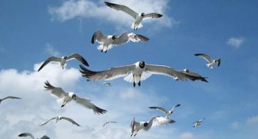 This is what it looks like when a bird hits a plane