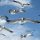 seagulls
