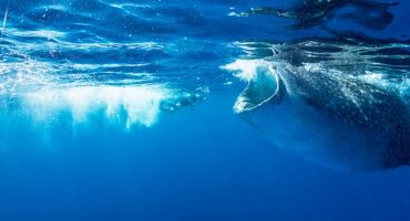 How to take amazing underwater photos