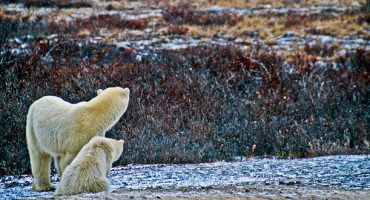 The best places in North America to see wildlife in its natural habitat