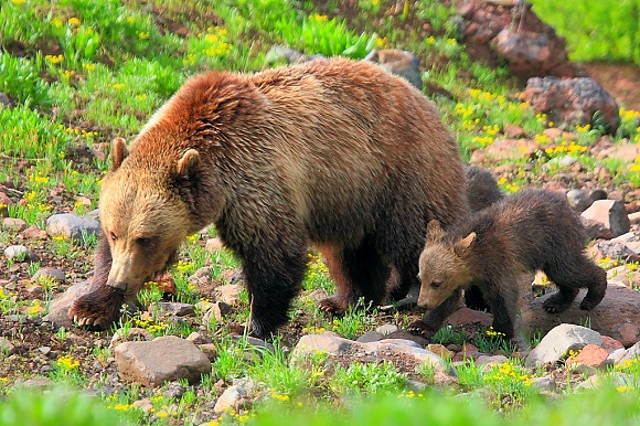 Bears roam in yellowstone national park