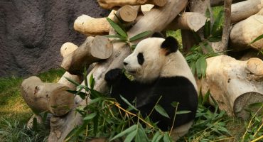Giant panda gives birth in Macau…to twins!