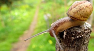 The little guide to slow travel