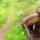 Slow travel snail in the countryside