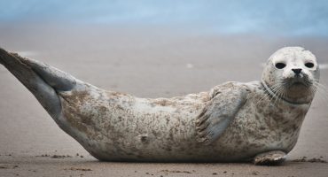 NOAA warns: it’s time to stop taking selfies with seals
