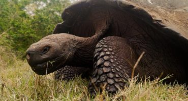 Animal watch: Zurich Zoo tortoise hatches 9 babies