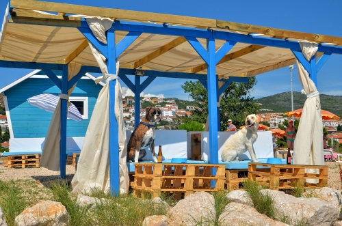 beach bar for dogs in Croatia