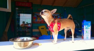 There’s a beach bar for dogs in Croatia