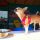beach bar for dogs in Croatia