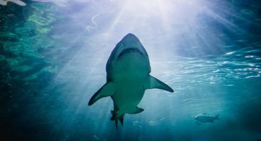 Top 7 places to swim with sharks