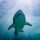 sharks