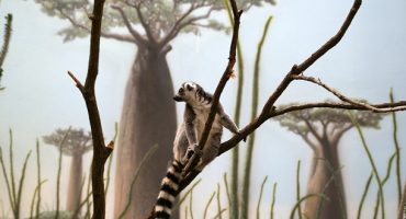 The ultimate sleepover? Stay overnight at the Bronx Zoo!