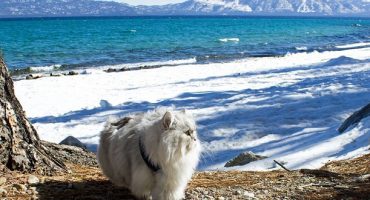Gandalf the traveling cat is the ultimate travel inspiration