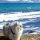 Gandalf the traveling cat Instagram