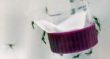 Pregnant women advised to avoid part of Miami after Zika outbreak