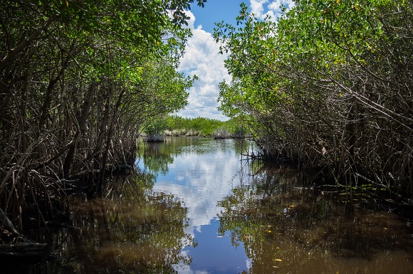 The Everglades National Park