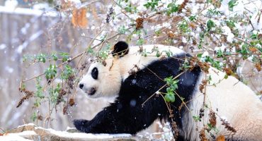 The giant panda is no longer an endangered species!