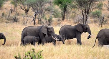 TripAdvisor Bans Sales to Certain Wildlife Attractions