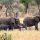 Elephants in the wild