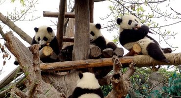 23 Adorable Giant Panda Cubs Have Appeared in Public